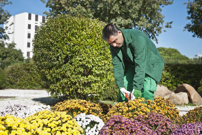 Un jardinier du Groupe SIFU travaillant dans un parterre de fleurs